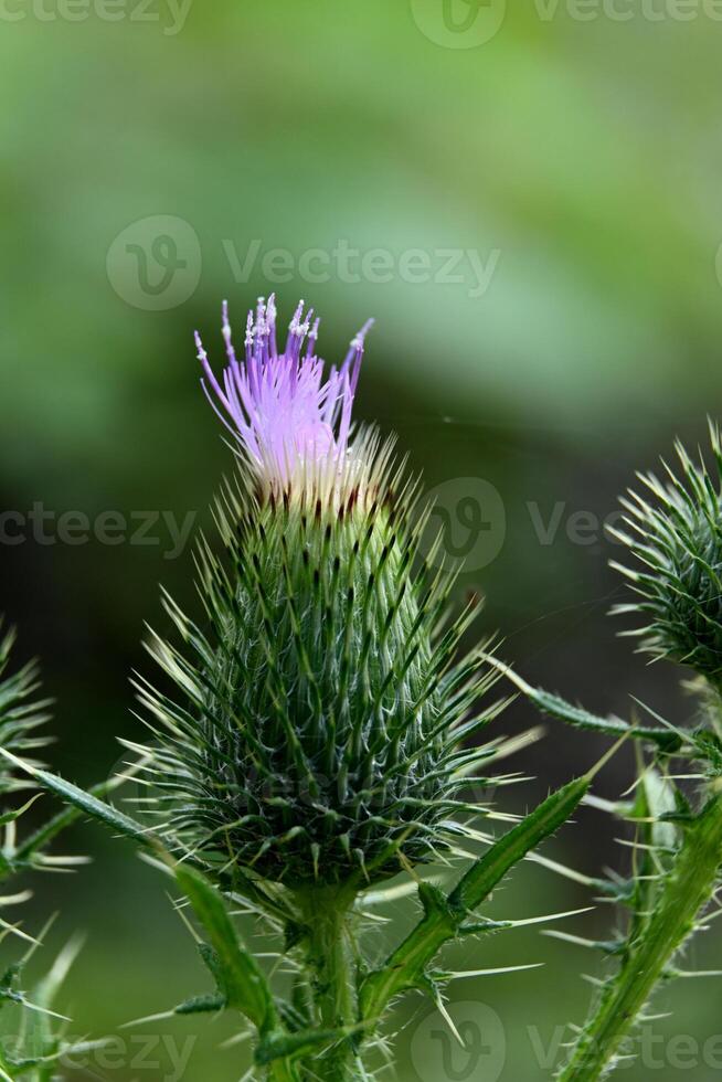 The wild thistle spreads its purple flowe photo