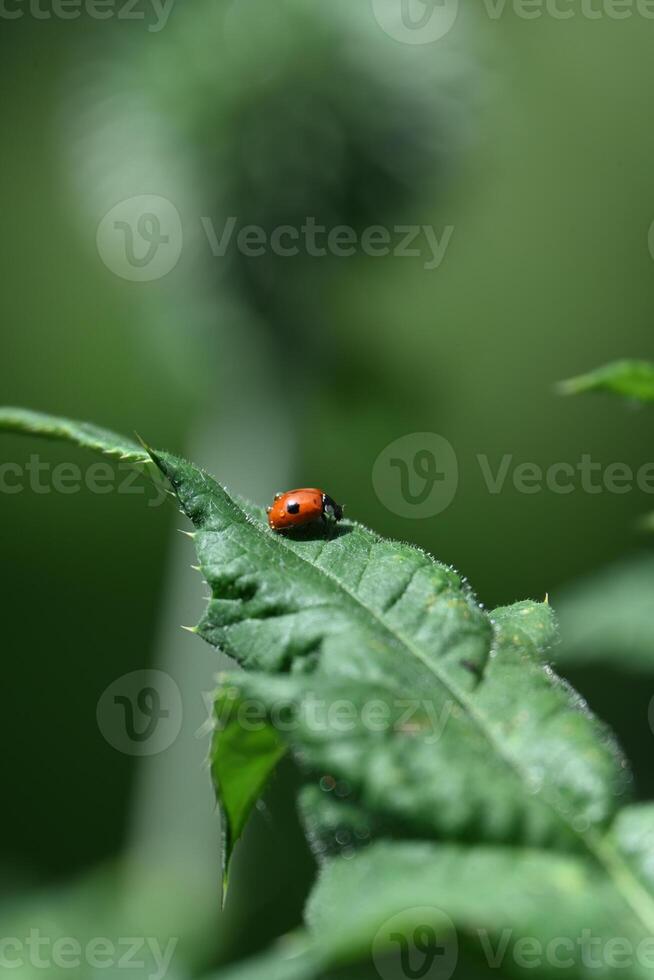 A spotted ladybug crawls on a green leaf photo