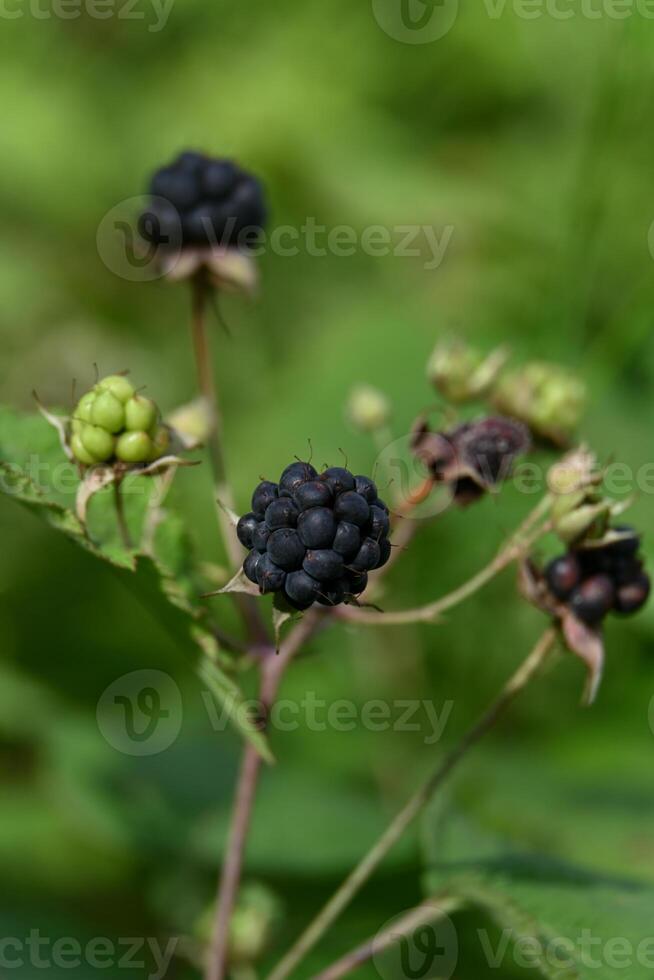 blackberries on a plant in the forest photo