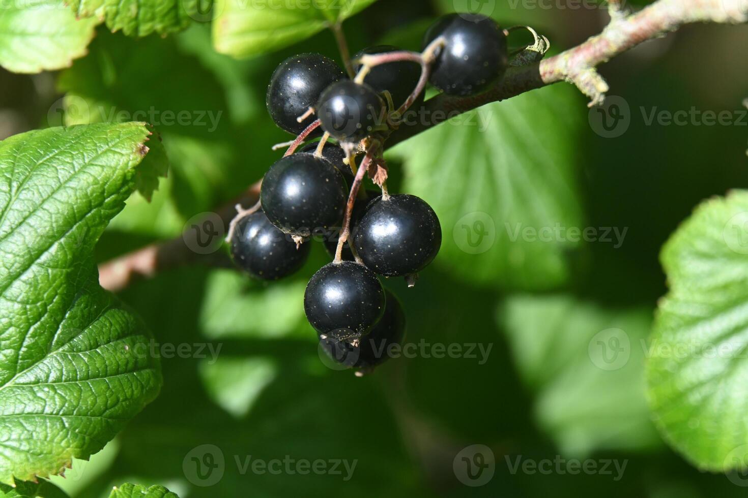 black curran berries on a branch photo