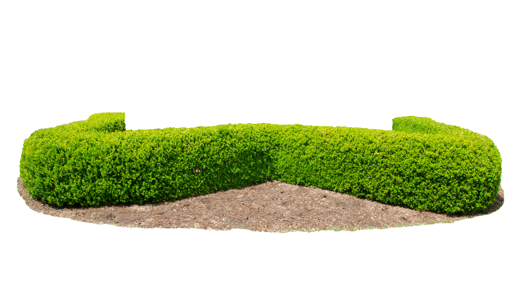 Design hedges cut green tree, Trees are full and fat and dressed to the ground png