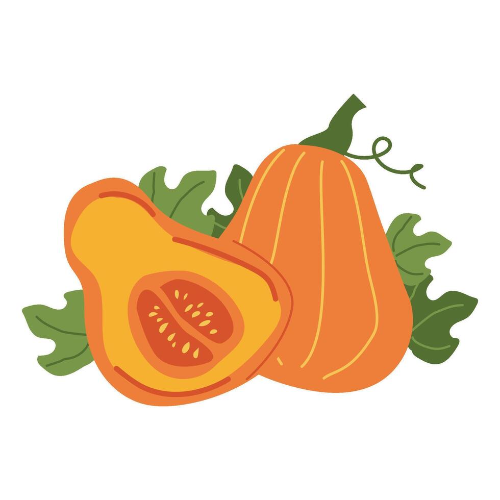 Colorful illustration of whole and sliced butternut squash with leaves vector