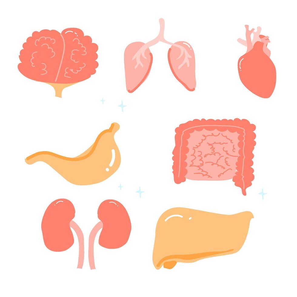 Human anatomy illustration of major organs including brain heart lungs liver stomach intestines kidneys vector