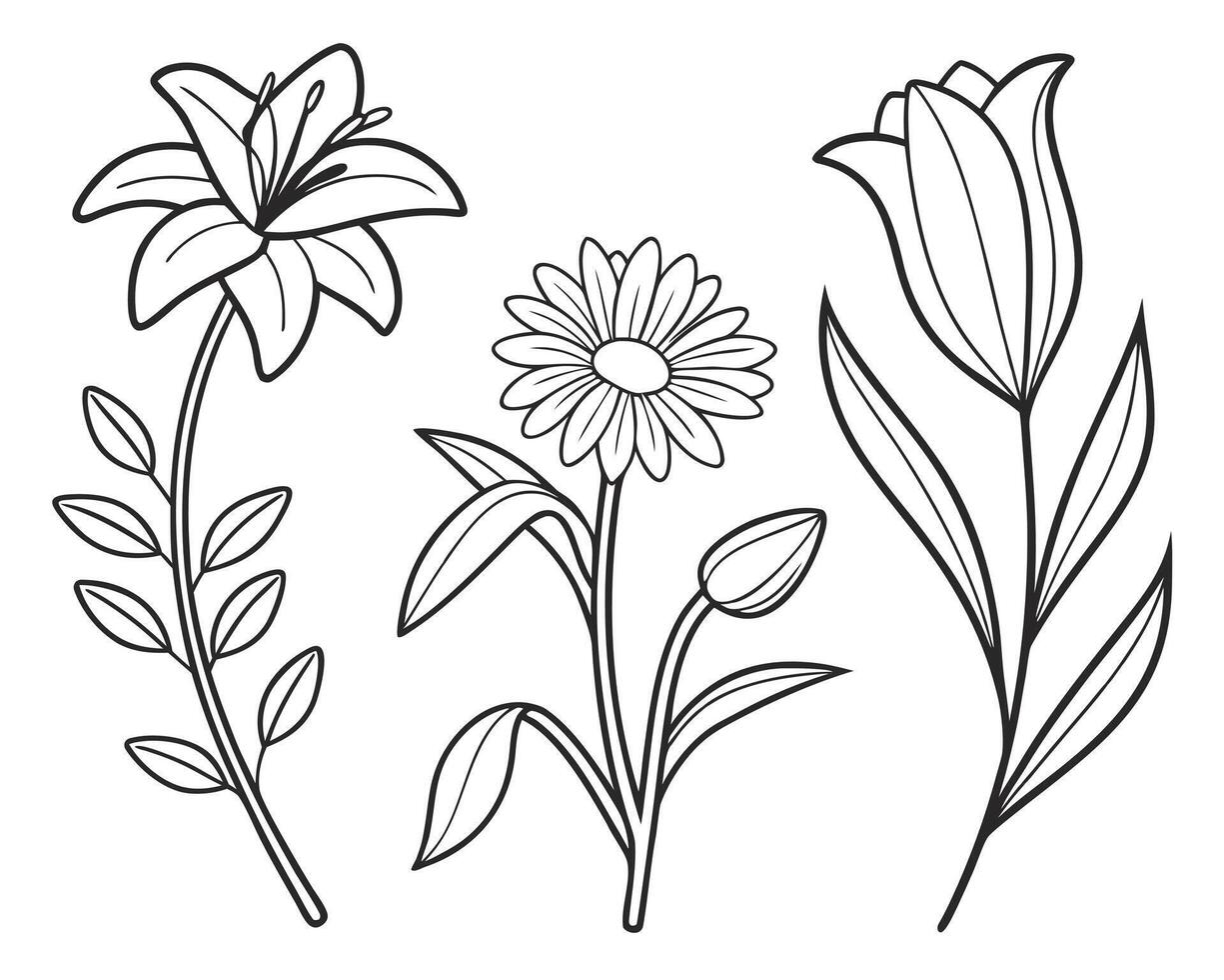 Elegant floral line art illustrations of lily daisy and tulip flowers botanical design vector