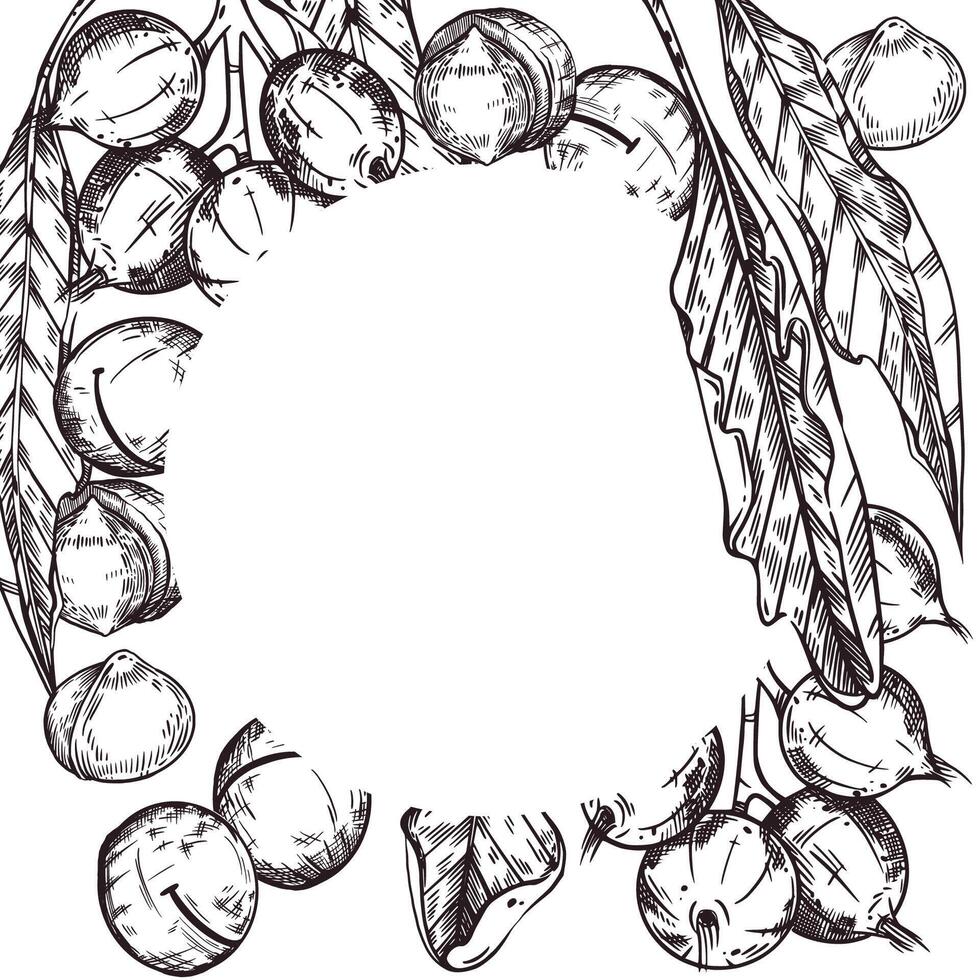 illustration of a frame with macadamia nuts, leaves of a macadamia tree, macadamia nuts on a branch. All objects are hand-drawn with ink. For printing on food, cosmetics, kitchen packaging vector