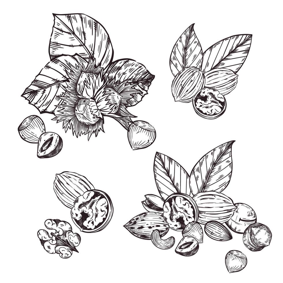 A set of compositions of nuts, hazelnuts, walnuts, pecans, macadamias, tree leaves. All objects are hand-drawn in . For printing on tableware, product packaging, kitchen textiles vector