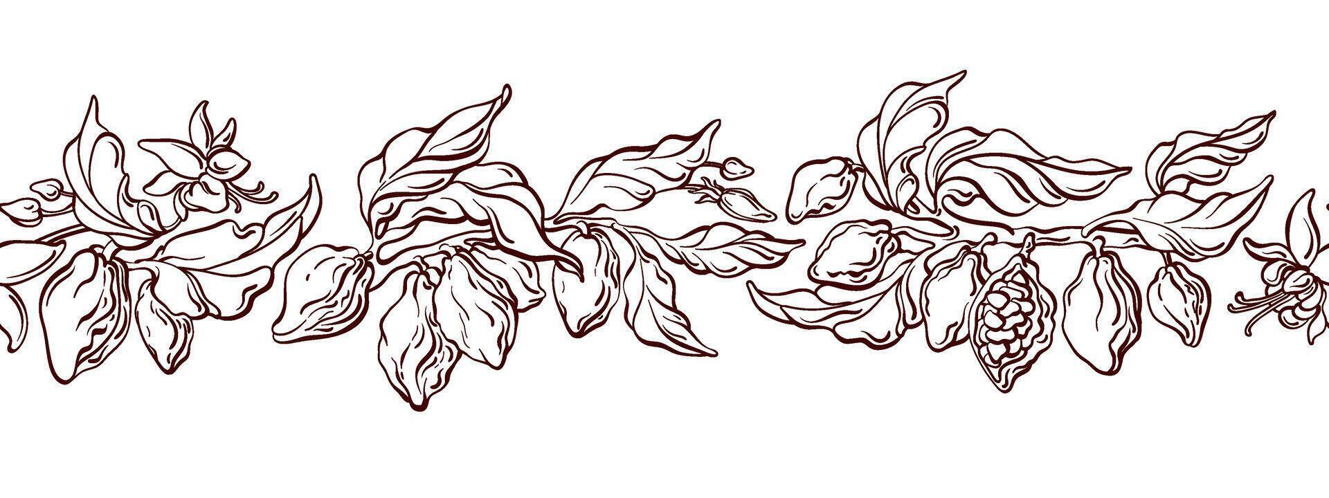 Cocoa branch, fruit botanical sketch border vector