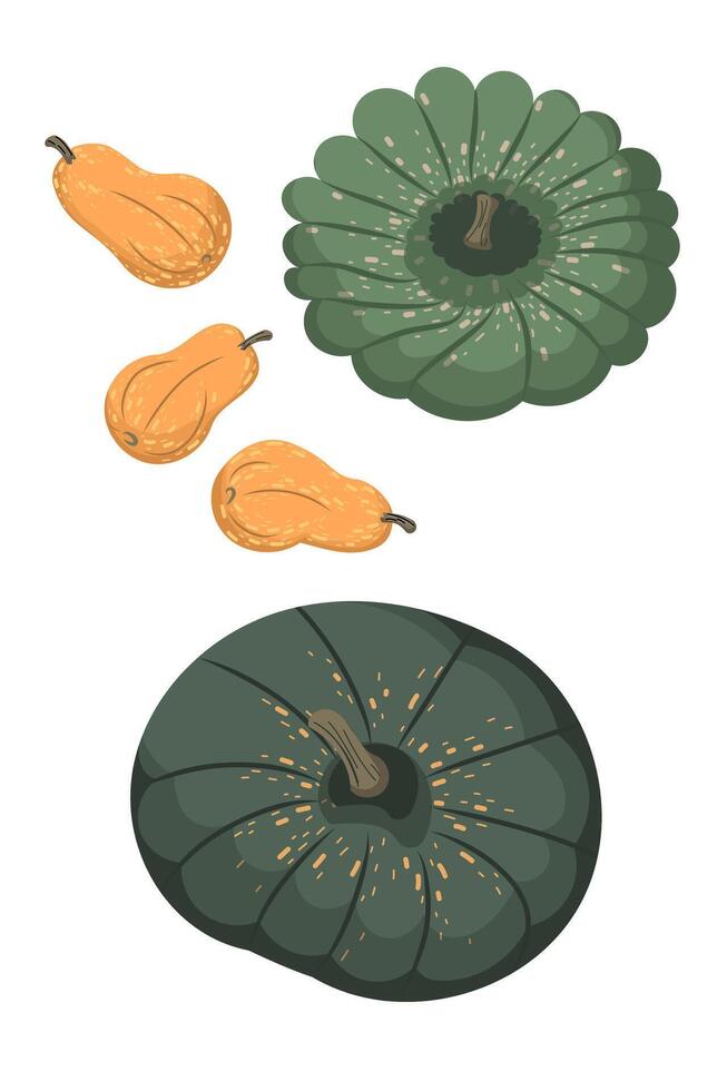 Cute autumn pumpkins, top and side view. Modern illustration, isolated on a white background, hand-drawn, flat design vector