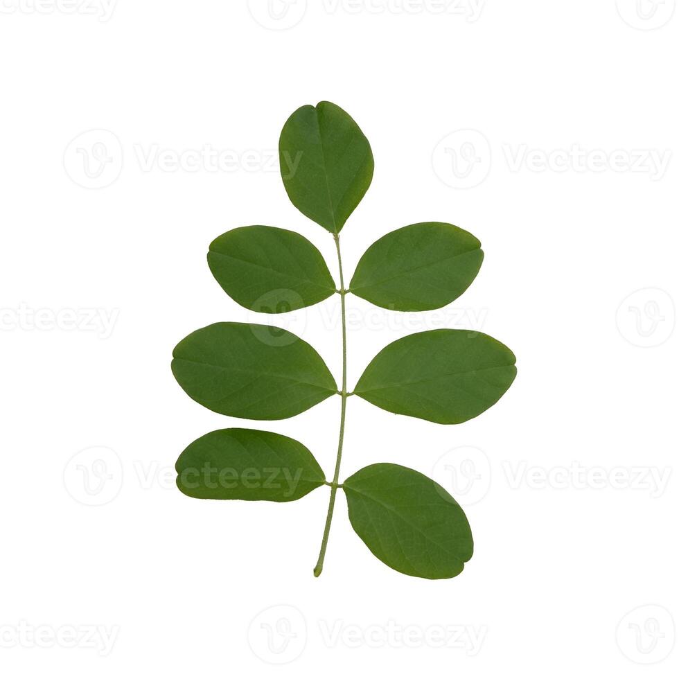 Green leaf isolated on white background, natural foliage element for botanical, organic and eco friendly concept photo