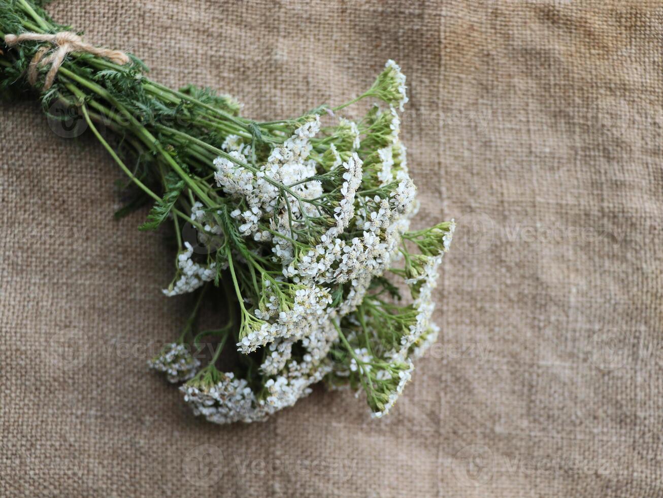 White yarrow flowers , Achillea millefolium on rustic gunny background. Top view, copy space photo
