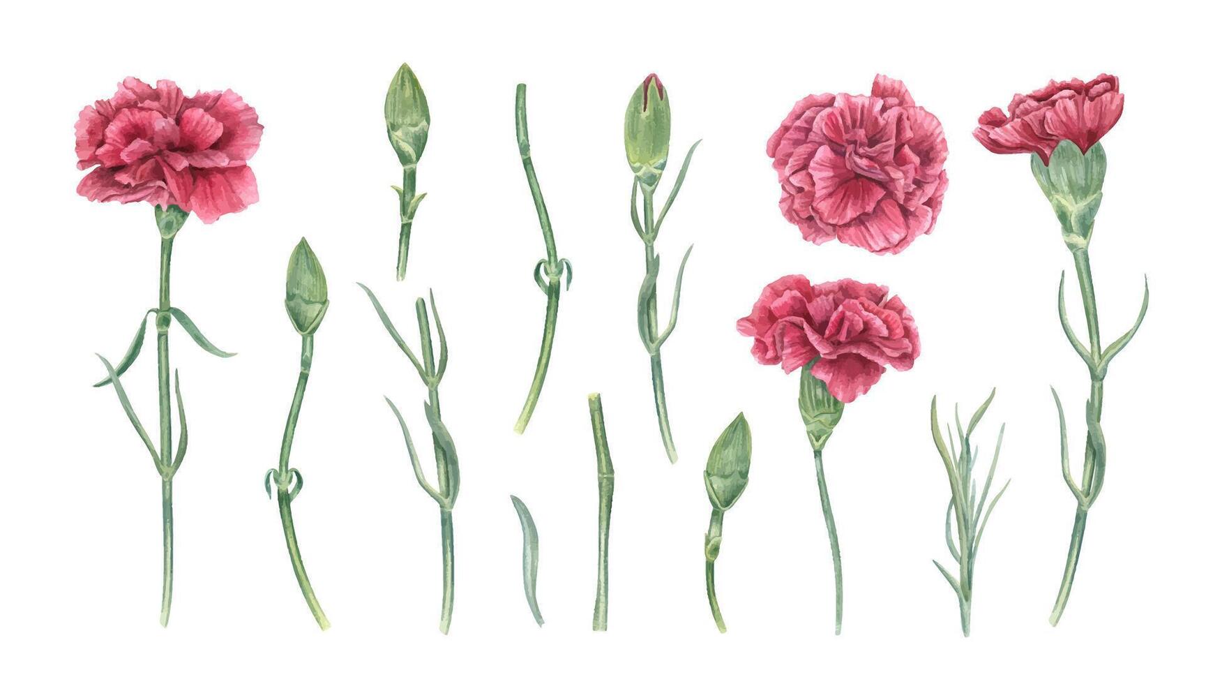 Pink carnation flowers illustration vector