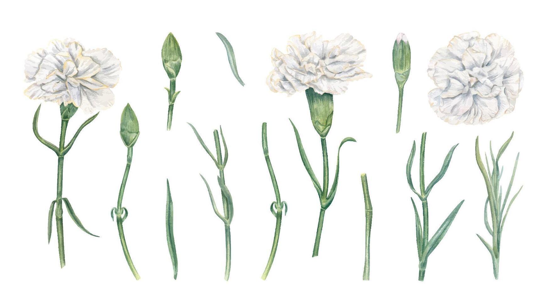 White carnations in watercolor illustration vector