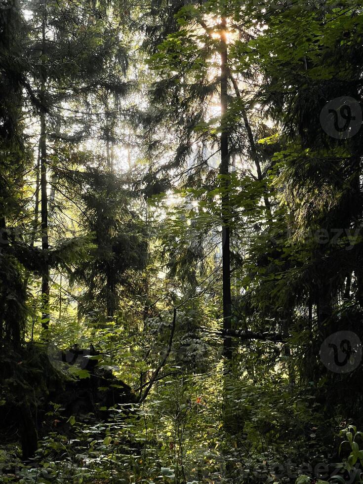 The sun's rays break through the branches of trees in the forest photo