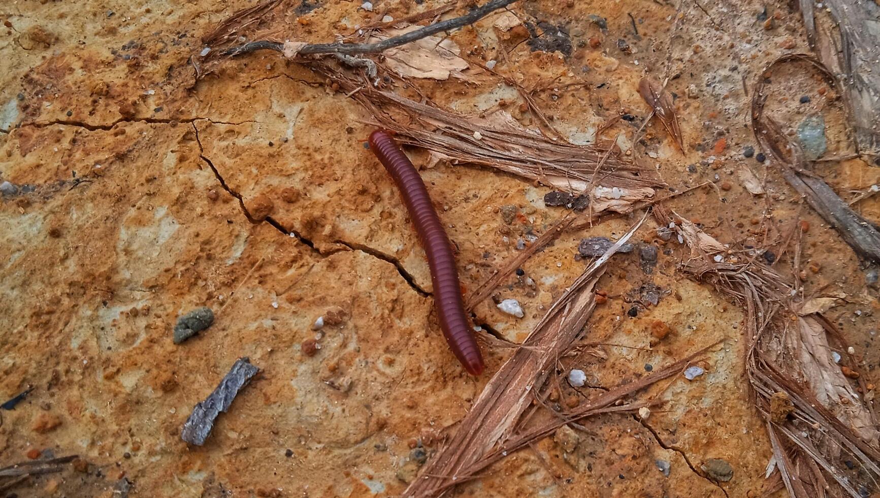 Close-up of a colorful centipede navigating through soil and plant roots, displaying its detailed segments and numerous legs photo