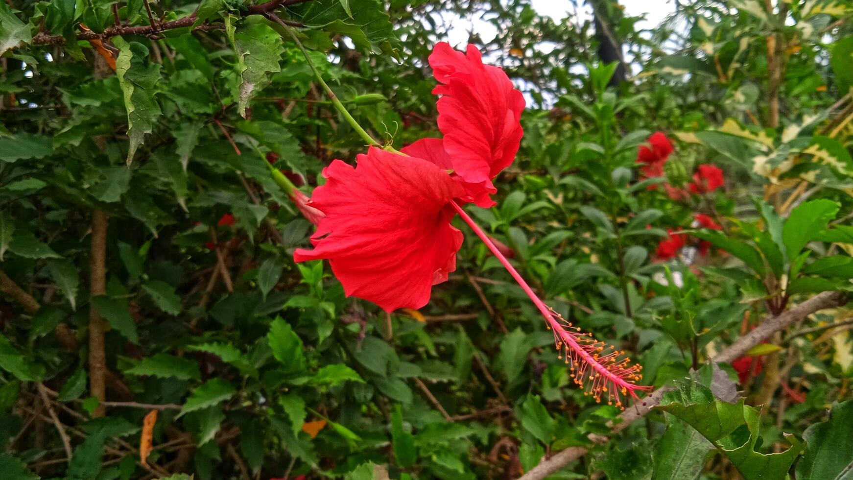 A red flower is growing in the middle of a bush photo