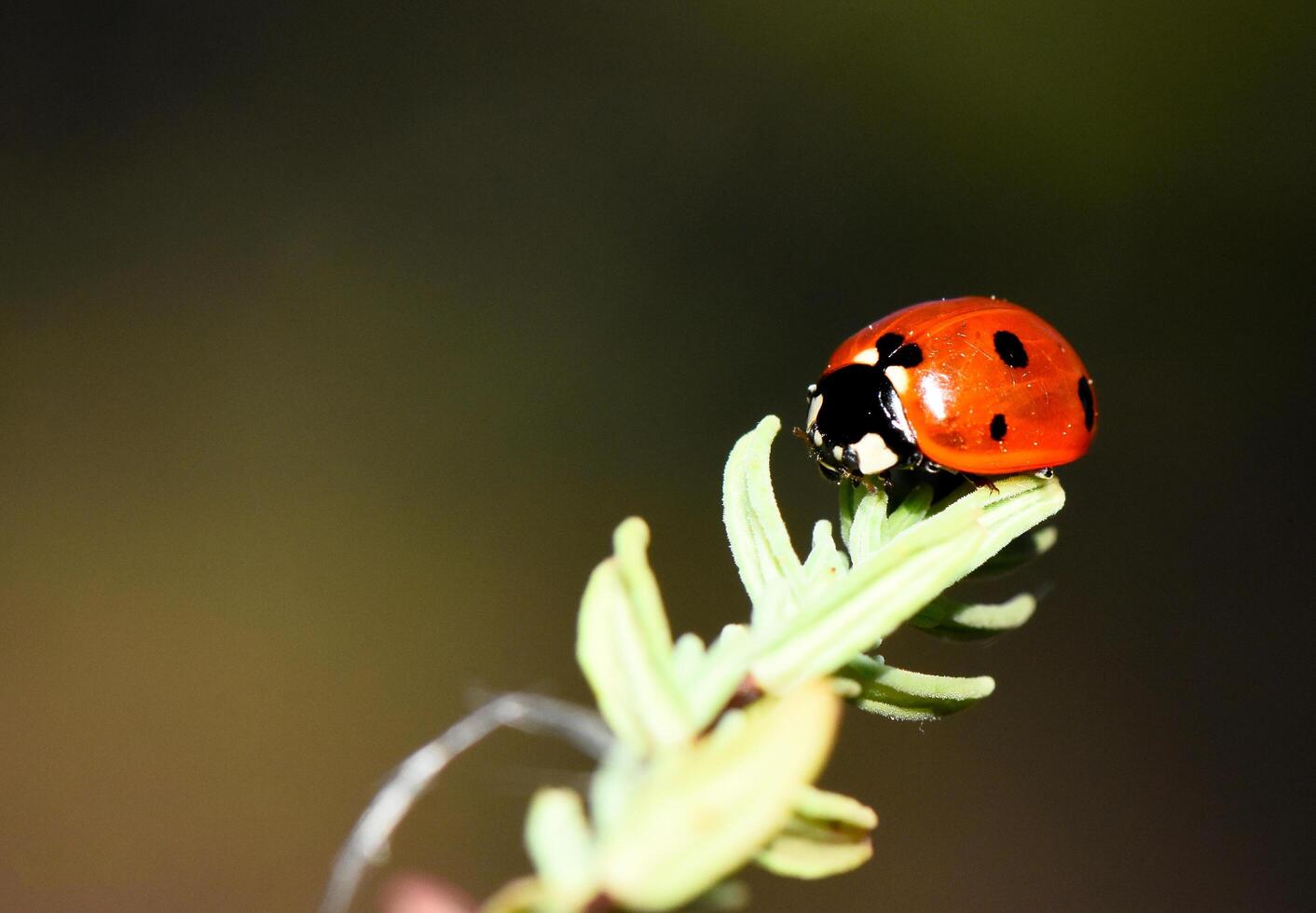 Ladybug on a green leaf photo