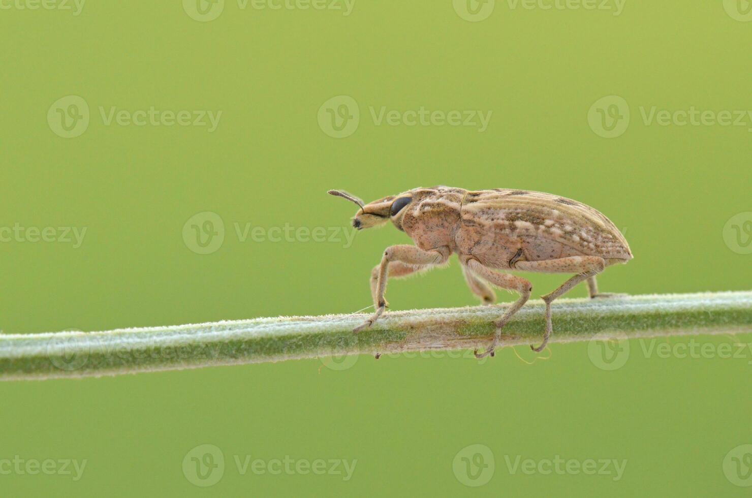 Beetle on a green stem photo