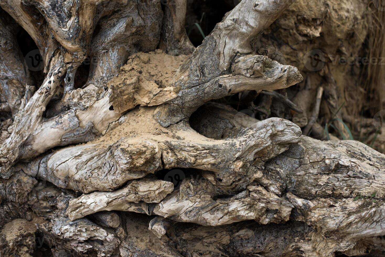 Close-up of weathered tree roots and trunk partially covered with sand. The intricate wood grain, cracks, and natural patterns highlight the texture and raw beauty of decaying nature. photo