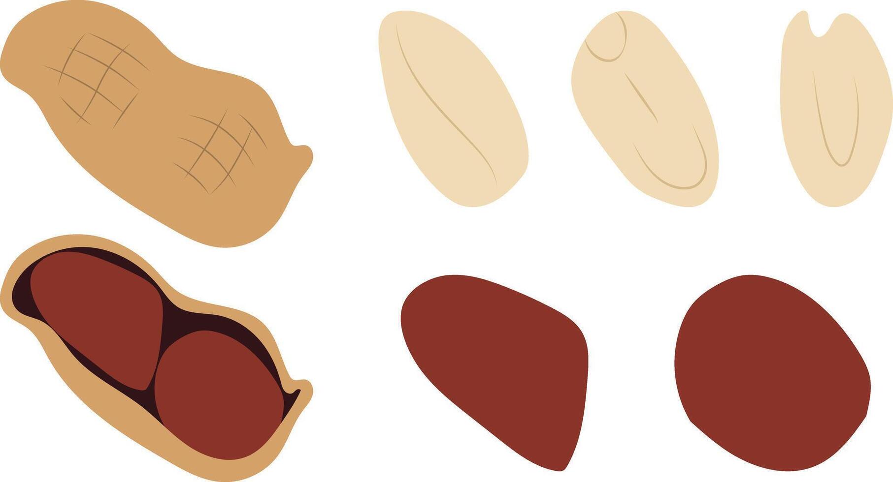 Peanuts Set in simple design. vector