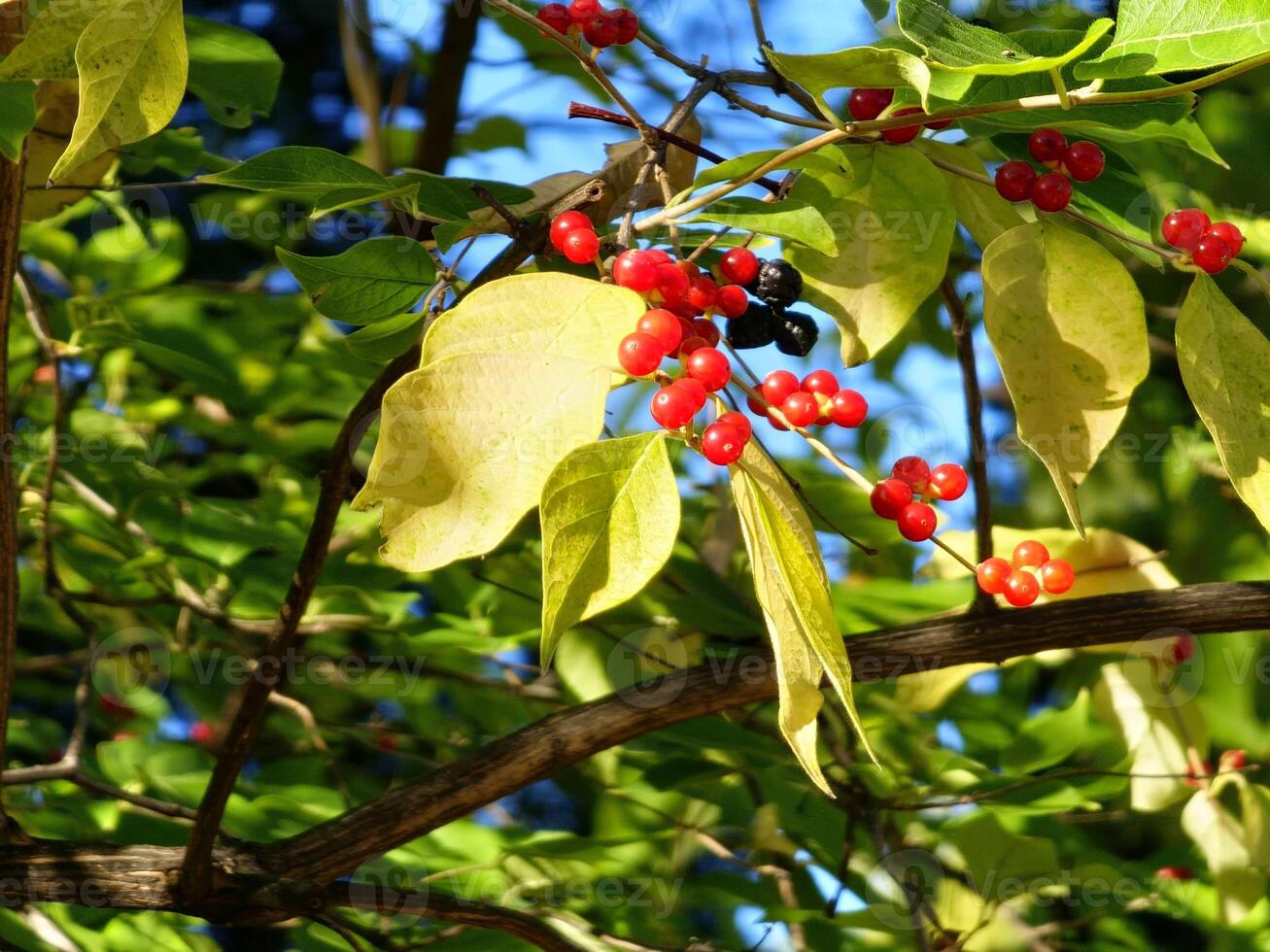 Red berries of Maack's honeysuckle on branches with a green and yellow leaves photo