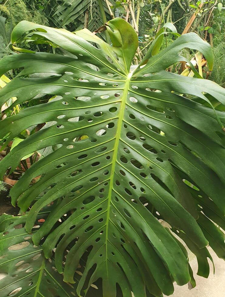 monstera leaf. Tropical monstera plant with large, glossy leaves with characteristic cuts. Close-up of a green leaf photo