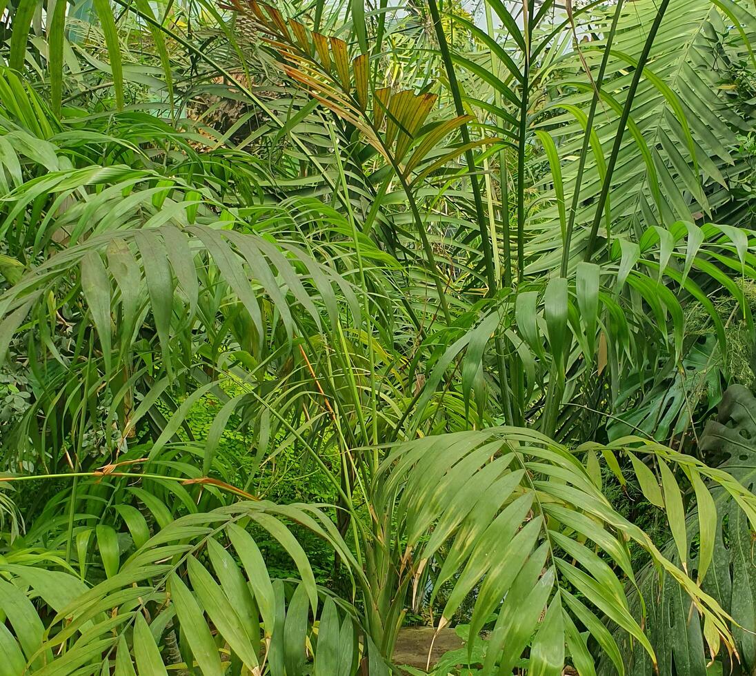 Fern growing in a pot outdoors on a sunny summer day. Bright green leaves with a characteristic openwork texture photo