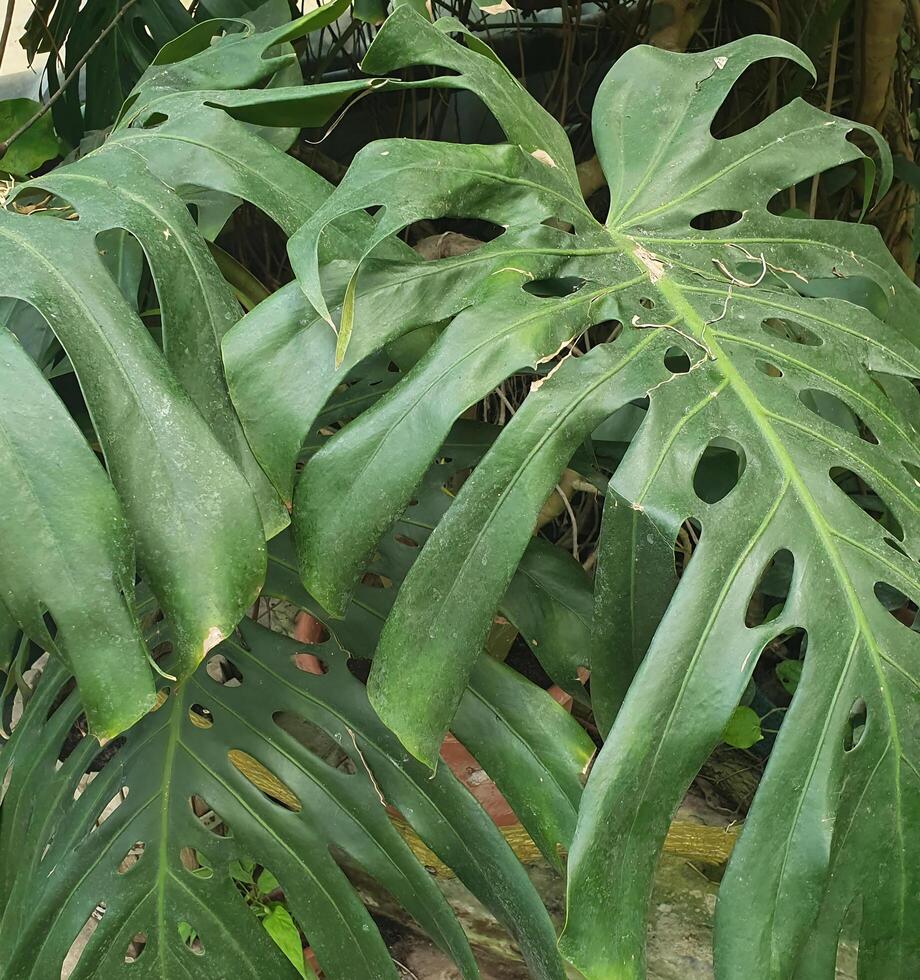 Tropical monstera plant with large, glossy leaves with characteristic cuts. Close-up of a green leaf photo