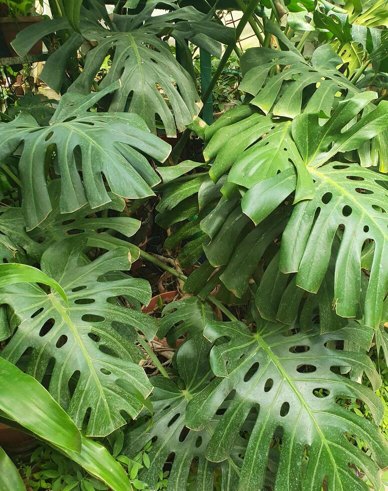 monstera. Tropical monstera plant with large, glossy leaves with characteristic cuts. Close-up of a green leaf photo