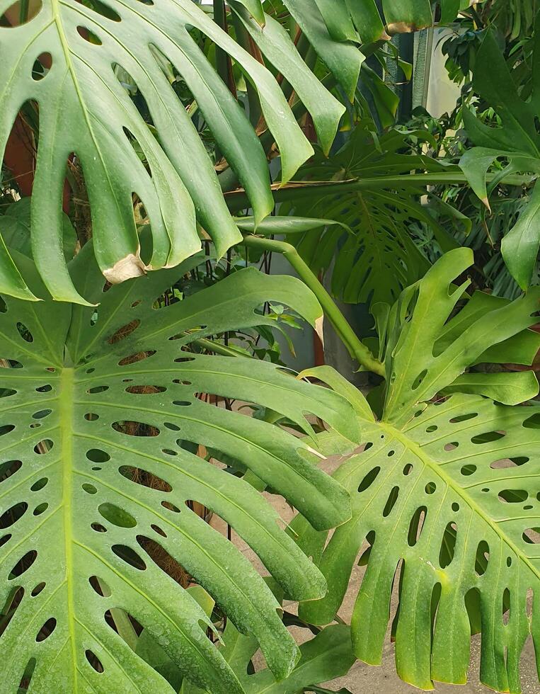 wide monstera leaves. Tropical monstera plant with large, glossy leaves with characteristic cuts. Close-up of a green leaf photo