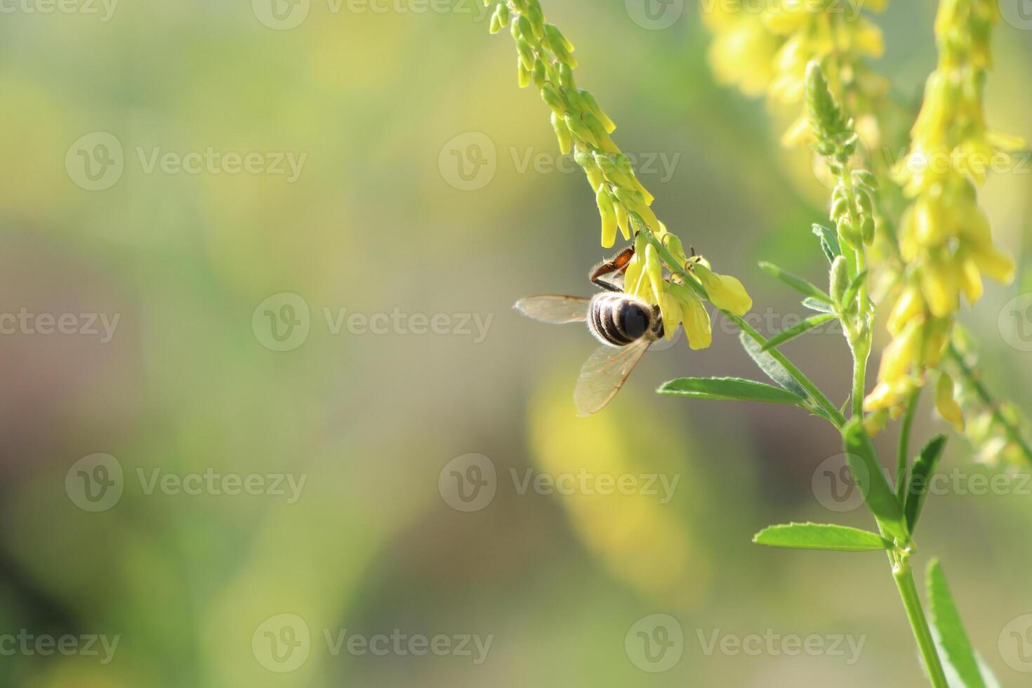 A Bee Delicately Pollinating Vibrant Yellow Flowers in the Heart of Natures Beauty photo