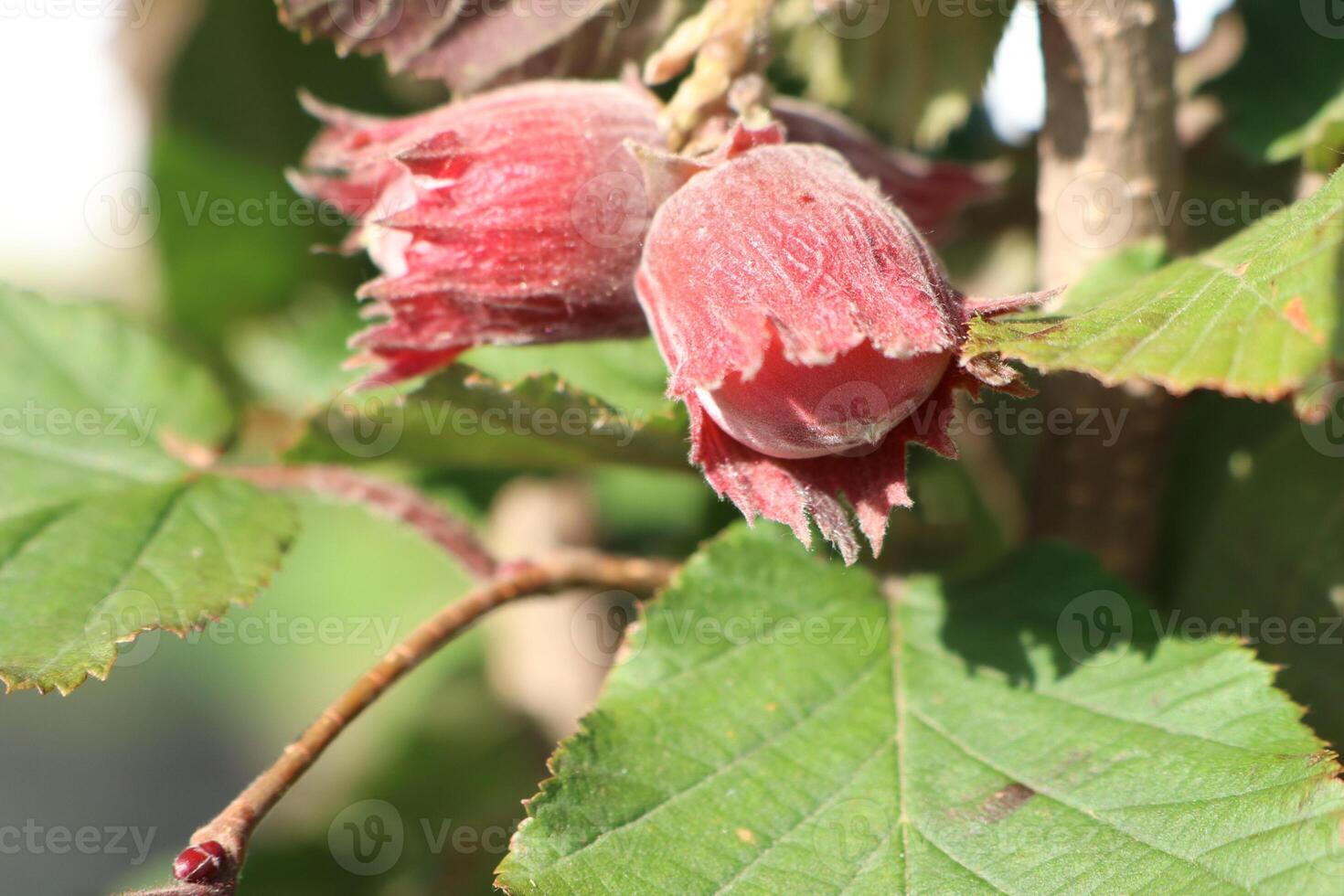 A closeup view of beautiful Red Hazelnuts on a branch surrounded by vibrant Green Leaves photo