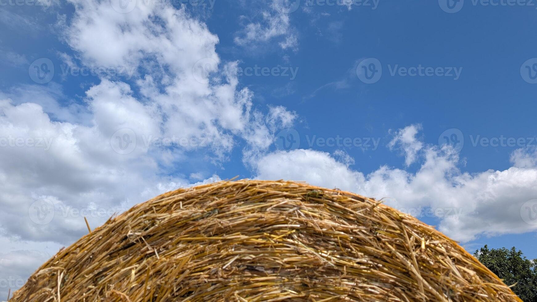 Golden Hay Bales Beautifully Positioned Under a Bright Blue Sky with Fluffy Clouds photo