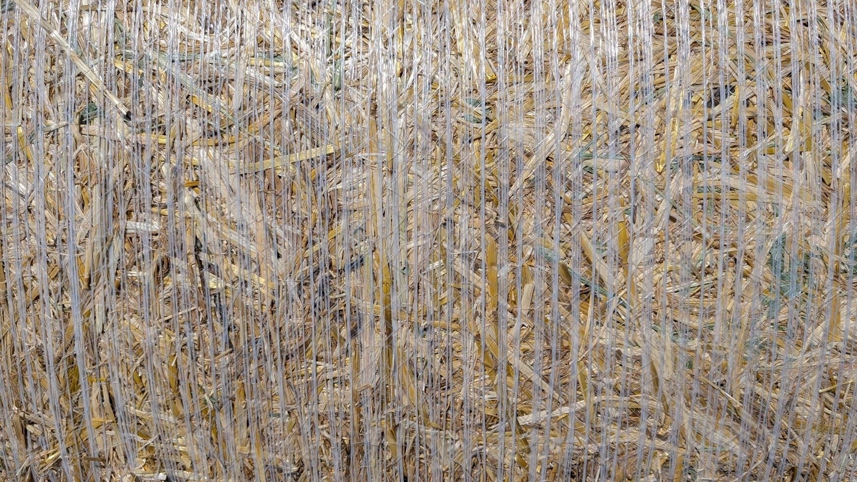 Dried Agricultural Stalks in a Field During the Beautiful Sunset Hours of the Day photo