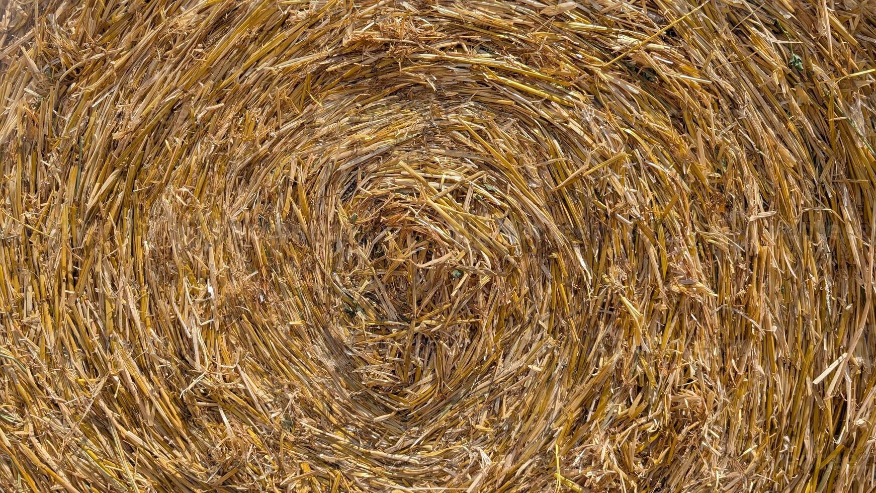 CloseUp Image of Spiraled Hay Bales Located in a Beautiful Field Setting Outdoors photo