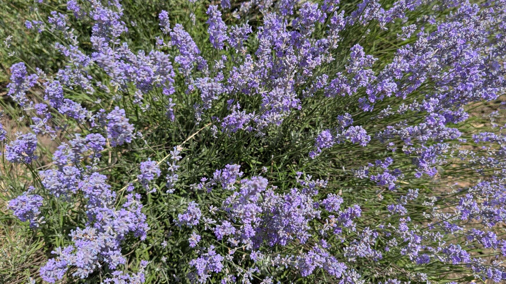 The Beautiful Lavender Blooms Flourish in Full Bloom Under the Radiant Sunlight Today photo
