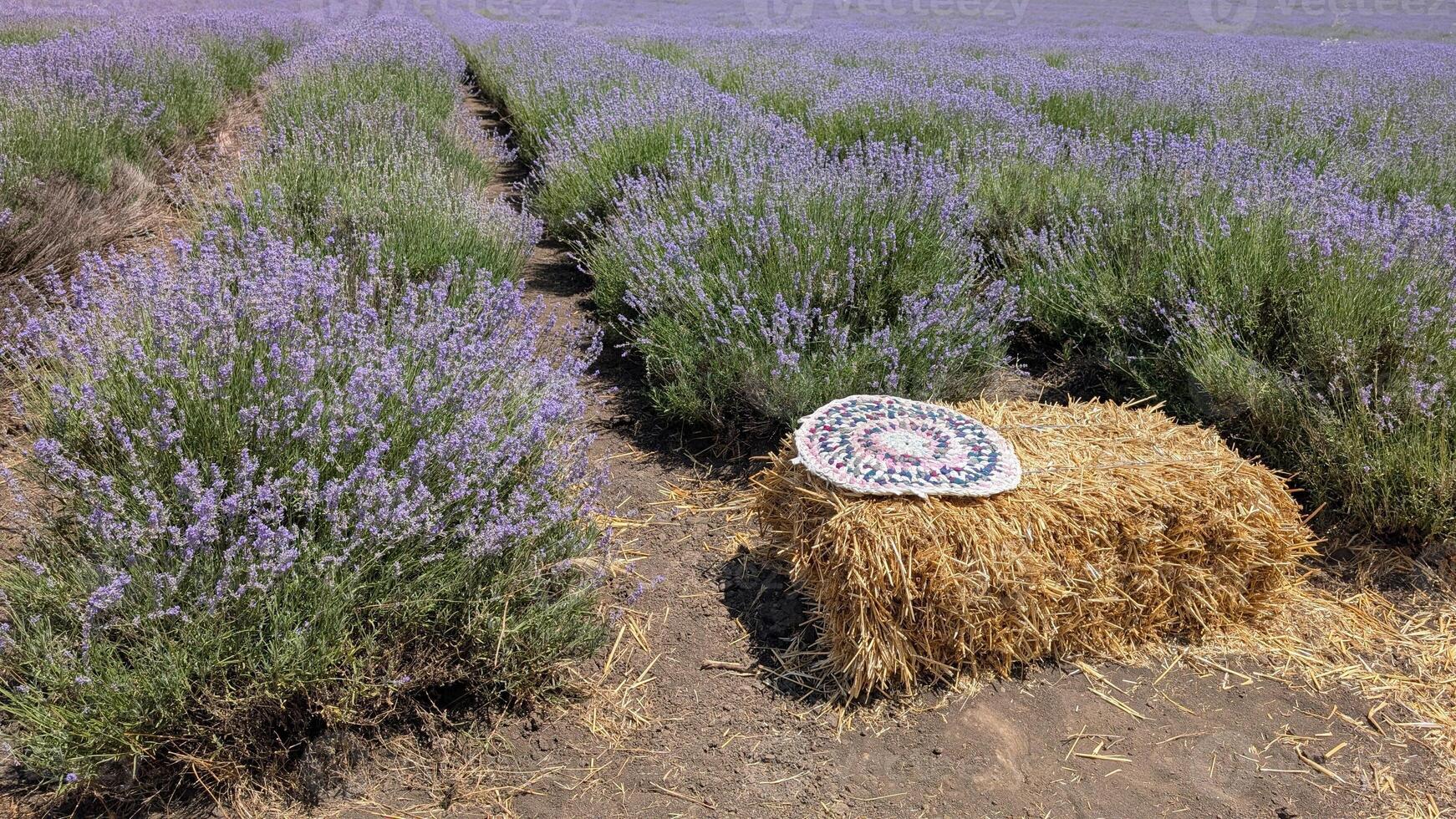 A Beautiful Lavender Field Adorned with Rustic Hay Bales in a Blooming Landscape Scene photo