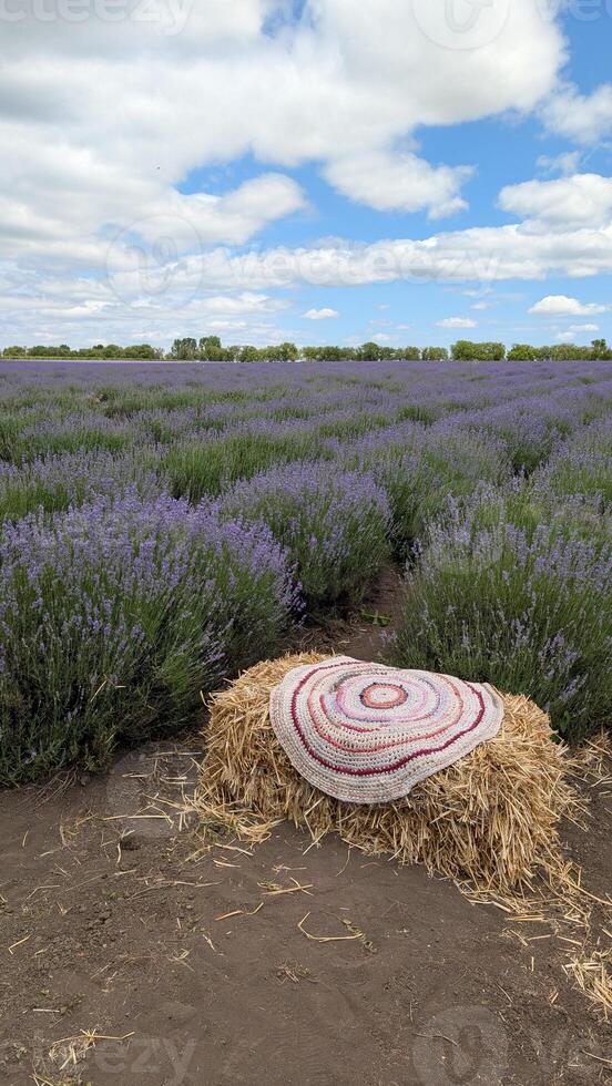 A scenic Lavender Field adorned with a Decorative Hay Circle under a bright Blue Sky photo