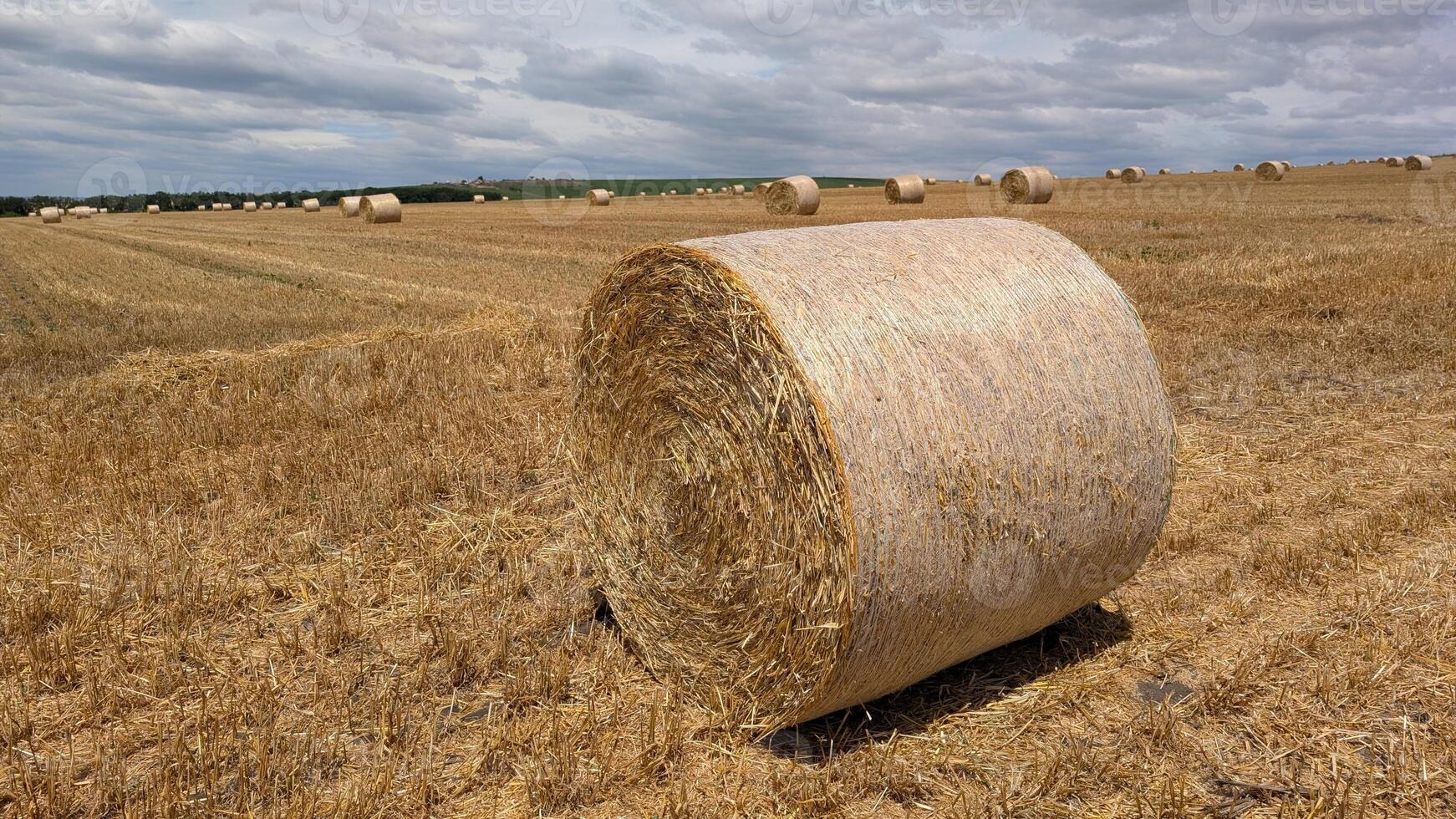 Beautiful Rural Landscape Featuring Round Hay Bales Lying in a Vibrant Golden Field photo