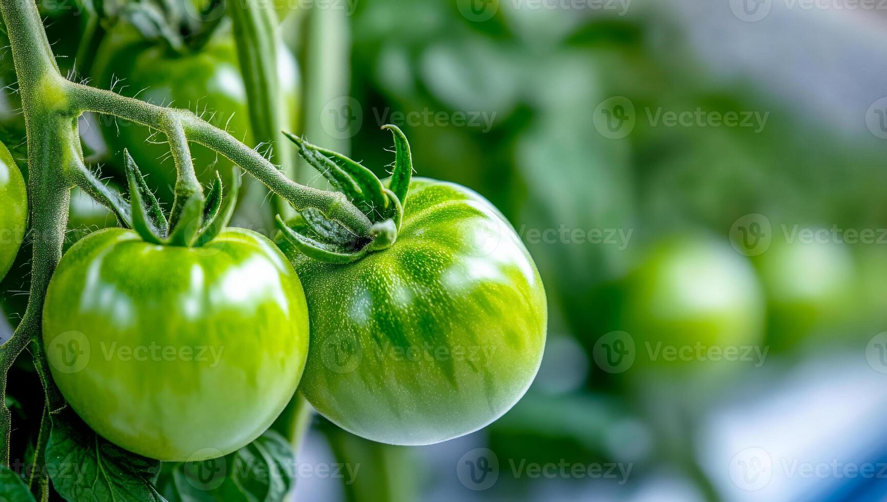 Green tomatoes growing on the vine. Fresh green tomatoes hang on a vine in a garden, surrounded by lush green leaves under sunlight. photo