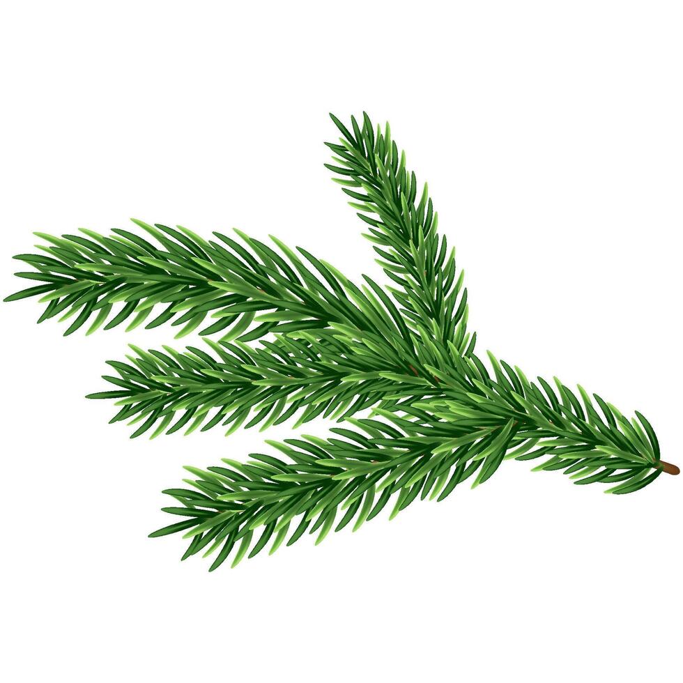 Merry Christmas New Year Conifer Tree Branch vector