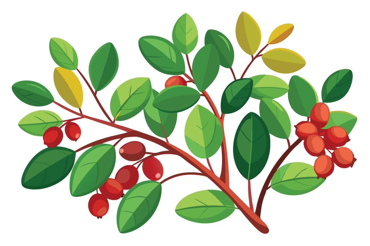 Vibrant Lingonberry Branch with Lush Green Leaves and Ripe Red Berries, Isolated on White Background, Autumnal Mood vector