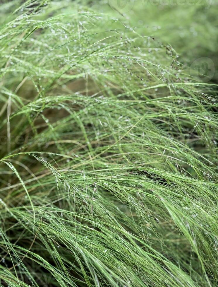 Alopecurus myosuroides grass in bloom. Close-up. It is also known as slender meadow foxtail, black-grass, twitch grass, fine fescue foxtail and black twitch photo