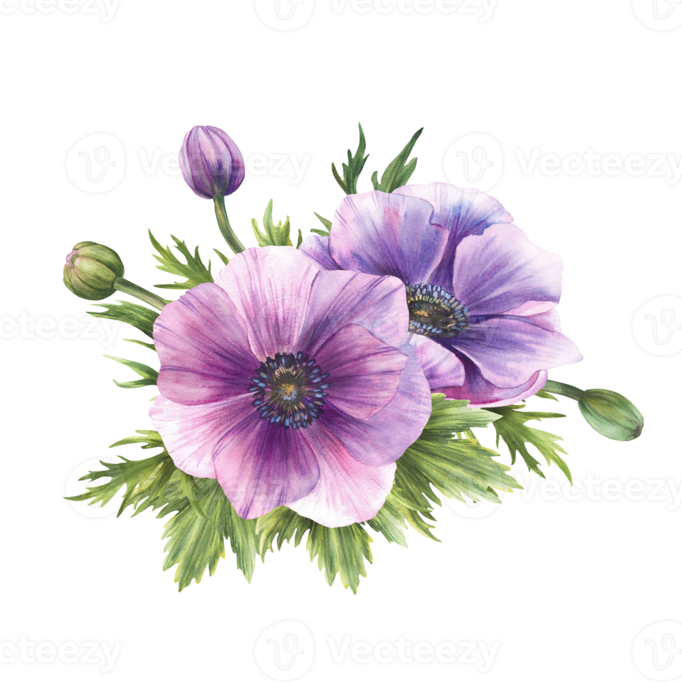 Anemone Watercolor purple flowers bouquet. Windflowers Pink and green buds with leaves isolated clipart. Bunch of flower for wedding, birthday, greeting card floral design. Hand drawn illustration png