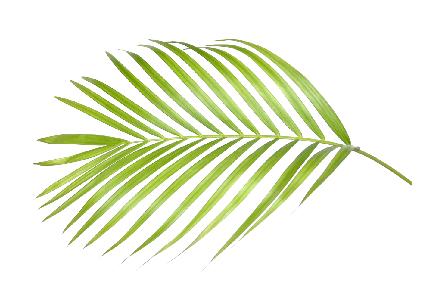 palm leaves on transparent background png
