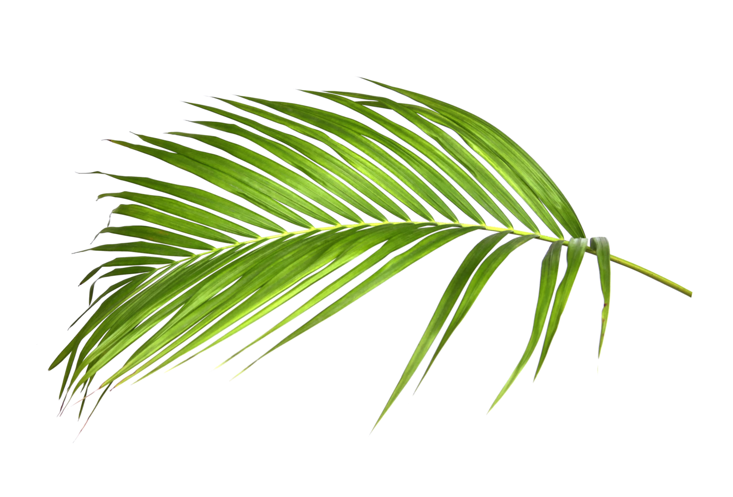 Green palm leaf cutout on transparent background png