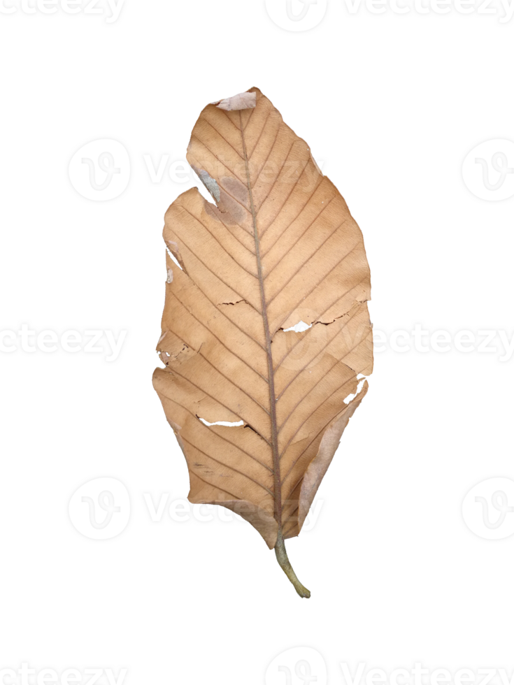 A dry brown leaf with some holes isolated on a transparent background png
