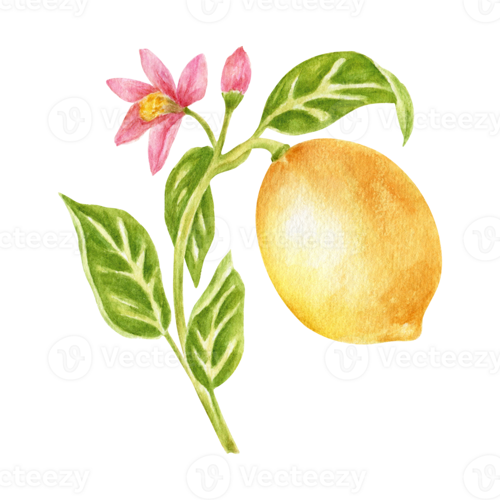 Branch with blooming lemon fruit, leaves, and flower, realistic botanical watercolor illustration. Juicy citrus fruits, hand-drawn illustration, design element. Prints on fabric, poster png