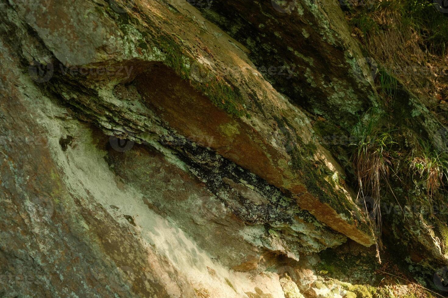 A detailed closeup view of a tree trunk that has moss growing on it photo