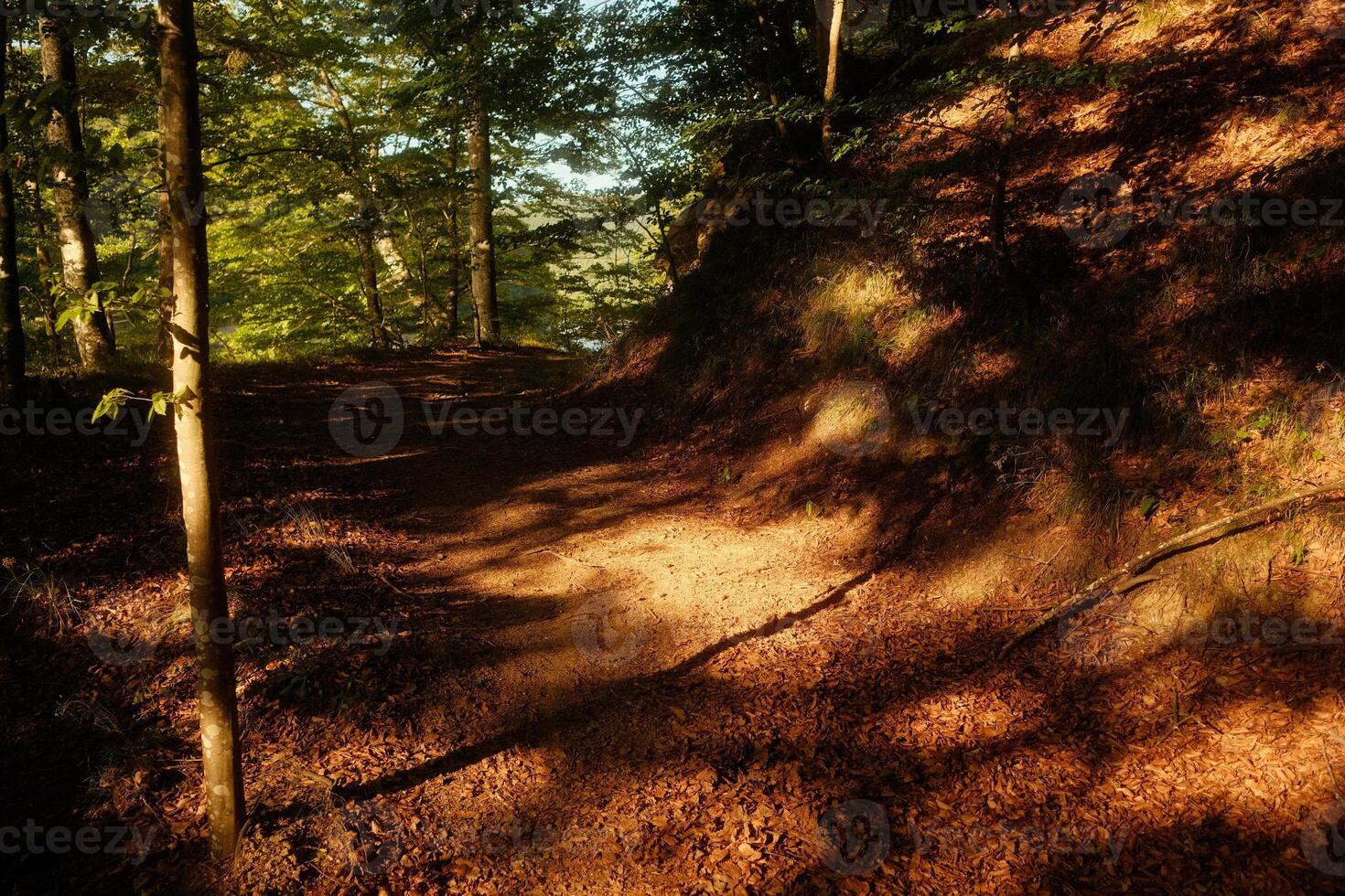 The sun shines through trees on a dirt path in the woods photo