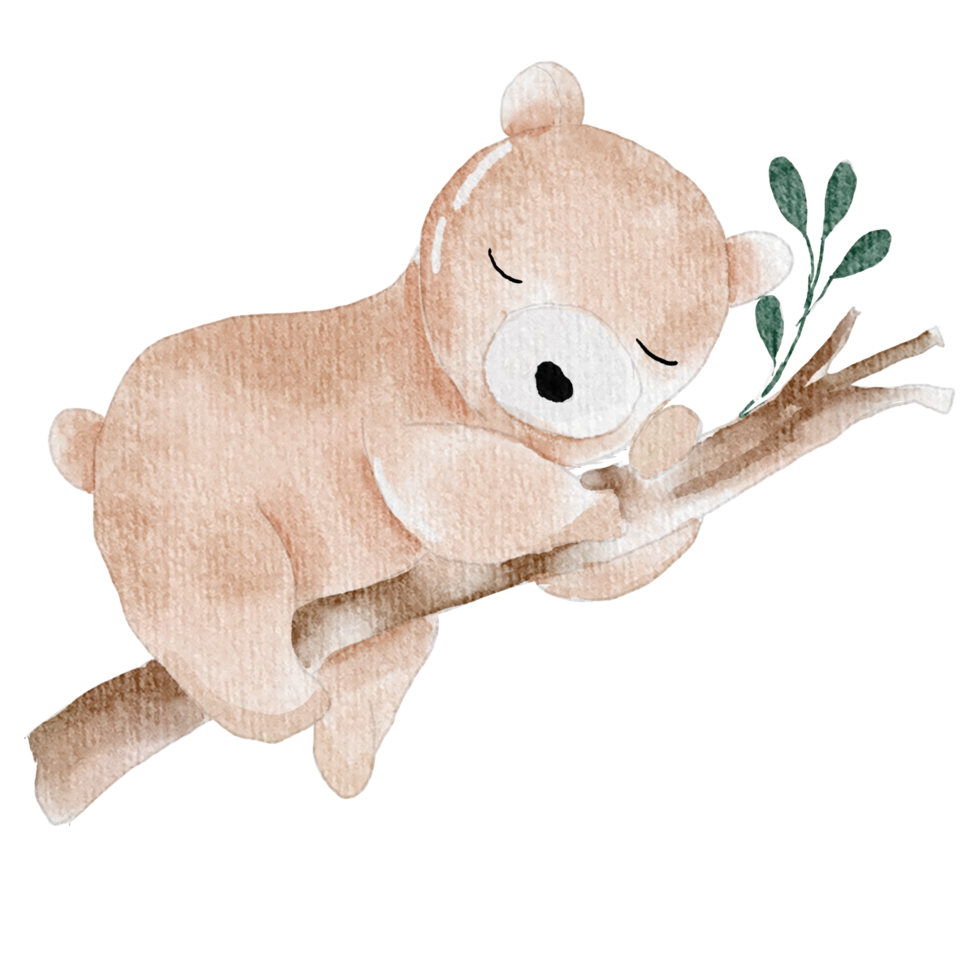 Cute Bear Sleep Illustration png